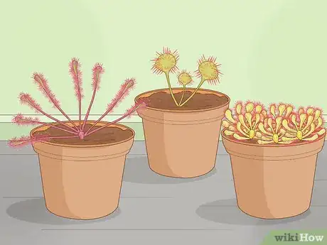 Image titled Grow Sundews Step 7