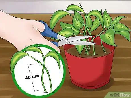 Image titled Propagate a Golden Pothos Step 1