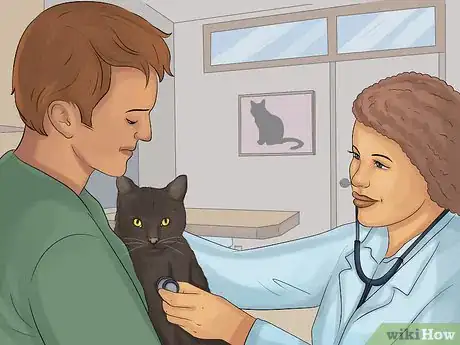 Image titled Treat Bacterial Cystitis in Cats Step 10