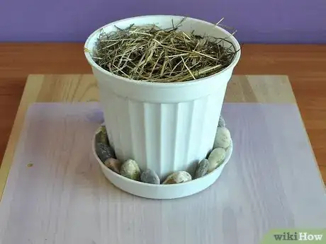 Image titled Grow Moon Flower Step 5