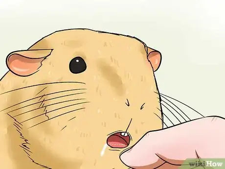 Image titled Buy a Healthy Guinea Pig Step 6