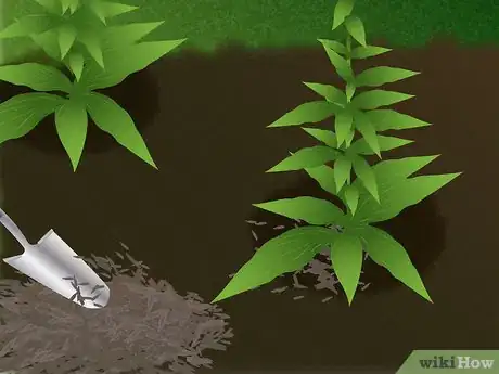 Image titled Grow Foxglove Step 7