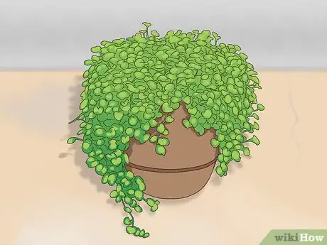 Image titled Grow Dichondra Step 19