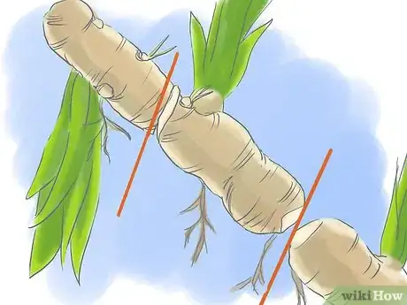 Image titled Take Care of Irises when Their Flowers Die Step 10