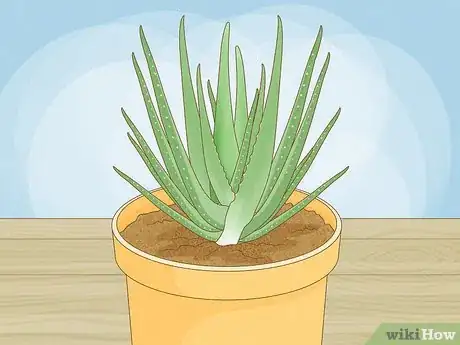 Image titled Why Does Your Aloe Plant Stink Step 10