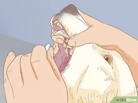 Image titled Treat Skin Allergies in Golden Retrievers Step 8