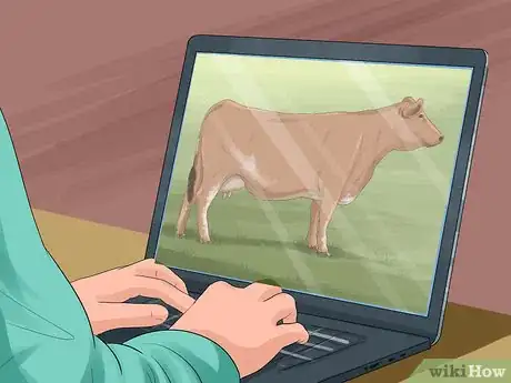 Image titled Identify Maine Anjou Cattle Step 12