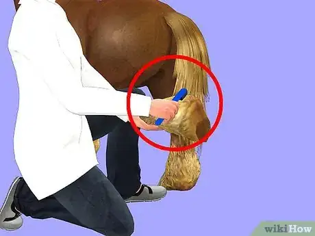 Image titled Show a Miniature Horse Step 5