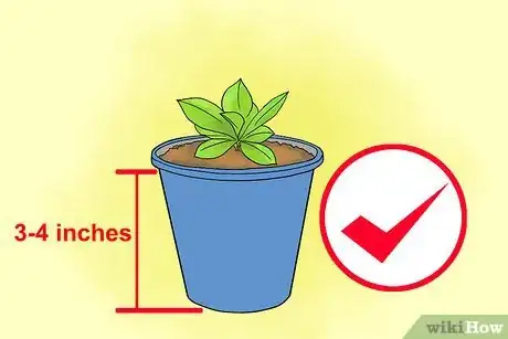 Image titled Grow Lisianthus Step 1