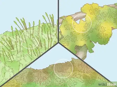 Image titled Identify Bryophytes Step 5