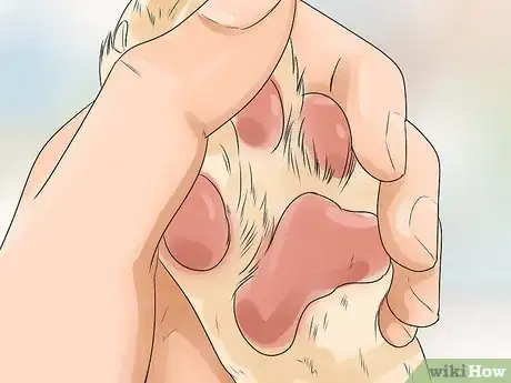 Image titled Take Care of an Alaskan Husky Step 8