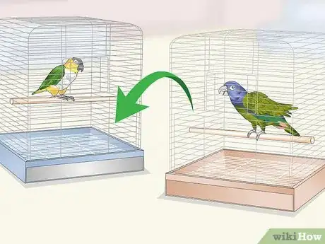 Image titled Keep a Pionus Parrot Entertained Step 15