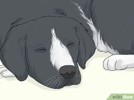 Image titled Treat Lameness in Dogs Step 4