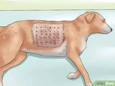 Image titled Diagnose and Treat Your Dog's Itchy Skin Problems Step 17