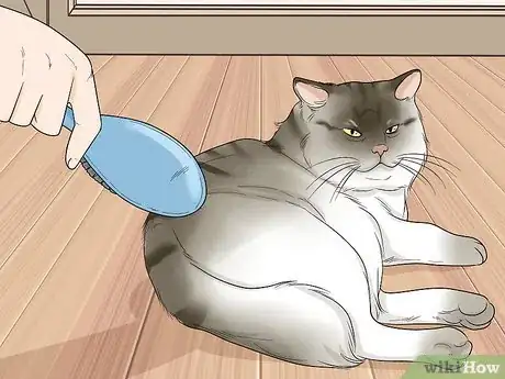 Image titled Choose a Hypoallergenic Cat Breed Step 7