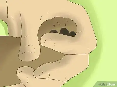 Image titled Groom an Angora Rabbit Step 2