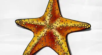 Draw a Starfish