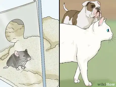 Image titled Keep Pet Mice Safe from Other Pets Step 5