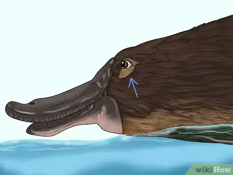 Image titled Identify a Platypus Step 9
