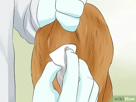 Image titled Express a Cat's Anal Glands Step 5