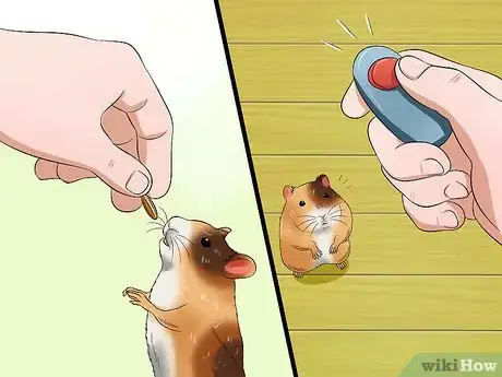 Image titled Toilet Train a Hamster Step 7