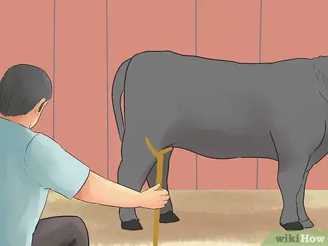 Image titled Show Heifers Step 5