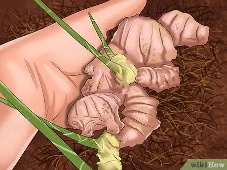 Image titled Grow Ginger in Your Garden Step 3