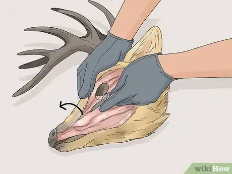 Image titled Do a European Mount Step 2