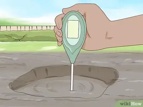 Image titled Grow Boronia Step 2