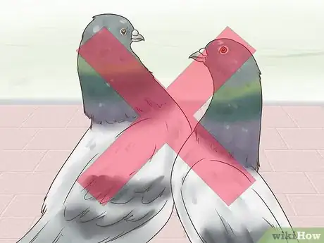Image titled Use the Widowhood System to Train Homing Pigeons Step 10