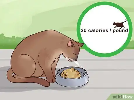Image titled Treat Obesity in Cats Step 3