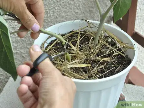 Image titled Grow Moon Flower Step 9