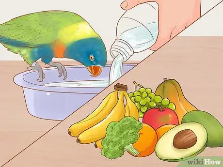Image titled Treat Chlamydiosis in Lories and Lorikeets Step 21