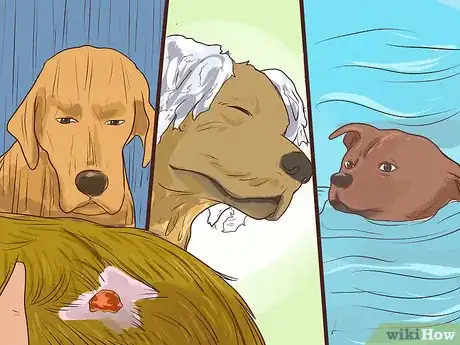 Image titled Prevent Older Dogs from Creating Lick or Scratch Sores Step 13