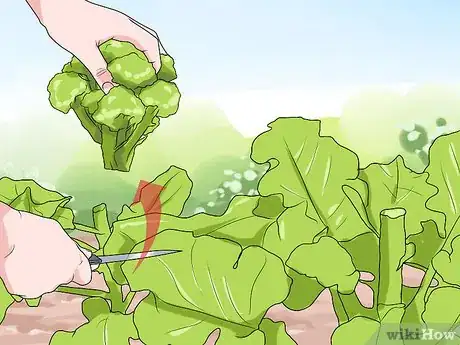 Image titled Grow Vegetables in Small Gardens Step 17