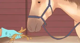 Ride a Horse in the Winter