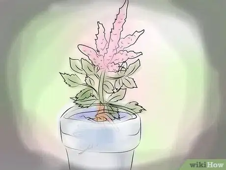 Image titled Grow Astilbe Step 4