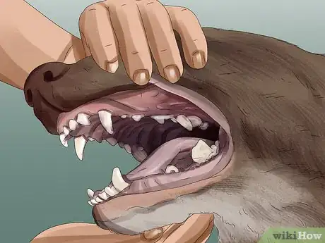 Image titled Tell if Your Dog Is Having a Medical Emergency Step 8