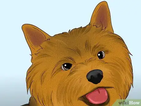 Image titled Identify a Norwich Terrier Step 2