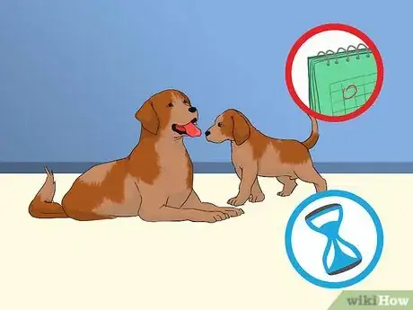 Image titled Add a Puppy to the Family Whilst Your Dog Is Pregnant Step 5