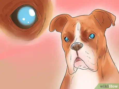 Image titled Diagnose Entropion in Boxers Step 4