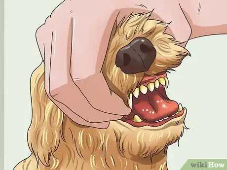 Image titled Calculate Dog Years Step 3