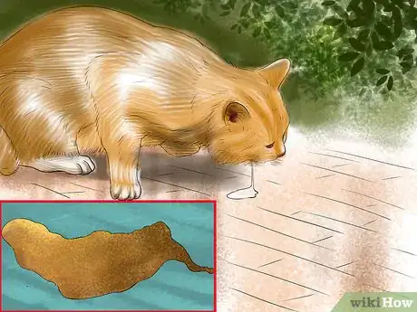 Image titled Diagnose Feline Hepatic Lipidosis Step 3