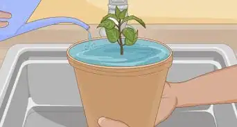 Plant Succulents Indoors