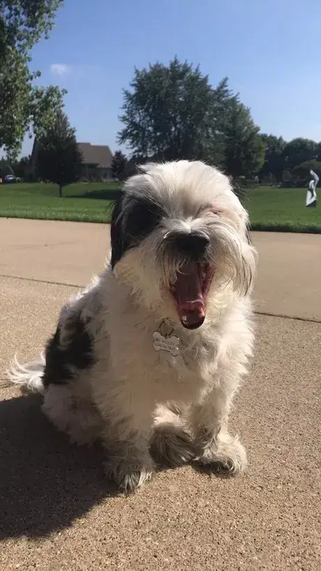 Image titled Kennedy Pet 2