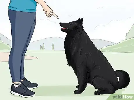 Image titled Identify a Belgian Sheepdog Step 12