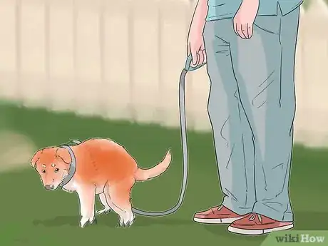 Image titled Involve a Dog in Pet Therapy Work Step 1