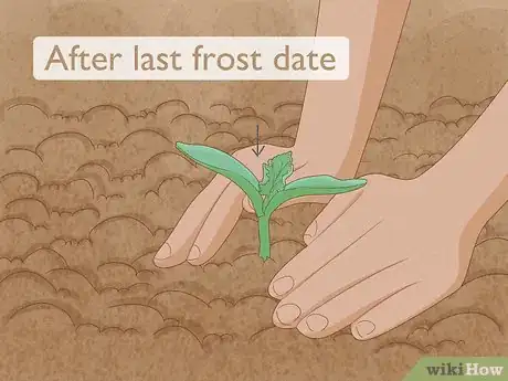 Image titled Grow Bottle Gourds Step 4