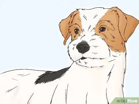 Image titled Identify a Parson Russell Terrier Step 8