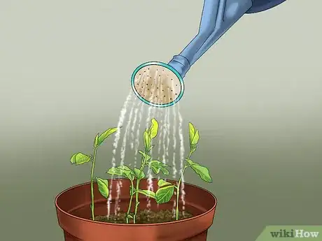 Image titled Grow Ginger in Your Garden Step 7